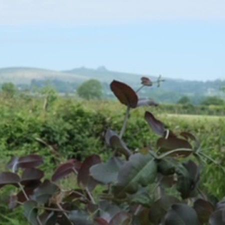 Gumtree Tipis Hotel Bickington Kültér fotó